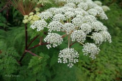 Selinum wallichianum